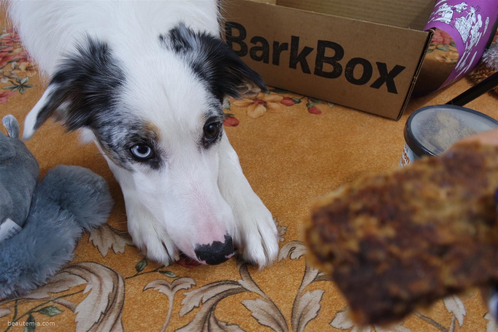 BarkBox, dog toys & dog treats