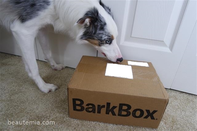 BarkBox & Border Collie