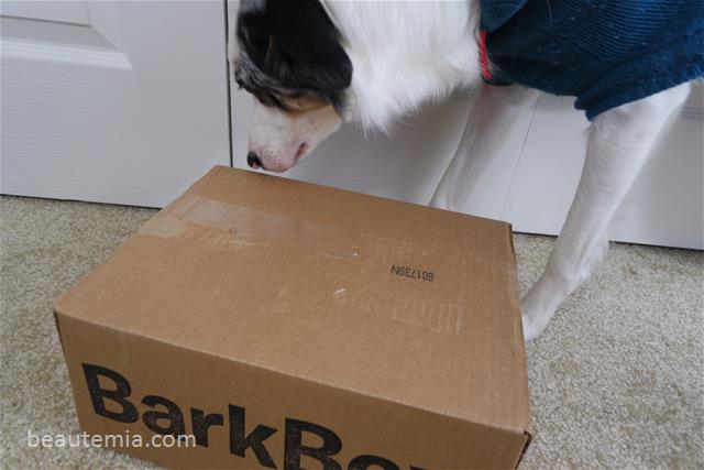BarkBox, border collie, dog toys & dog treats