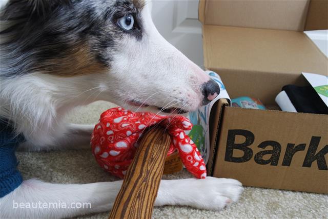 BarkBox, border collie, dog toys & dog treats