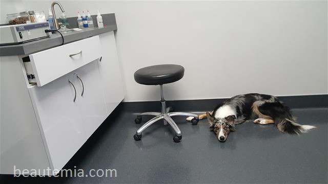 Dermatology Center for Animals, Dog allergy & border collies