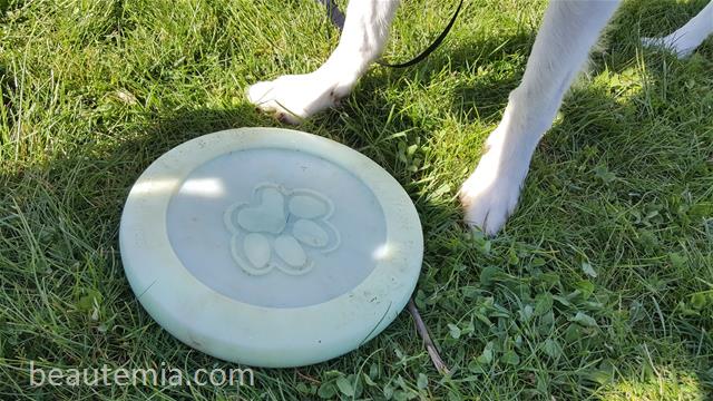 West Paw Design Zogoflex Zisc Frisbee, Kong dog toy, flying dog toy, Flexi dog leash, border collies & BarkBox