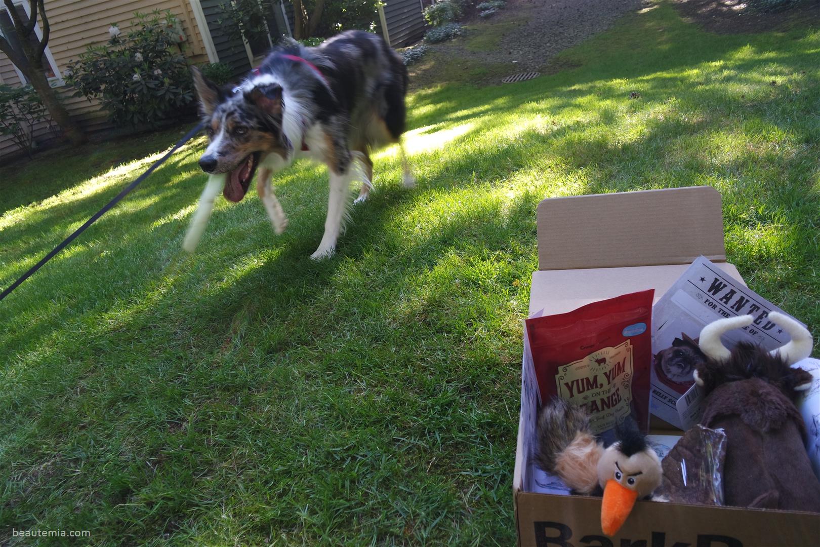 May Barkbox, border collies & monthly subscription box for large dogs