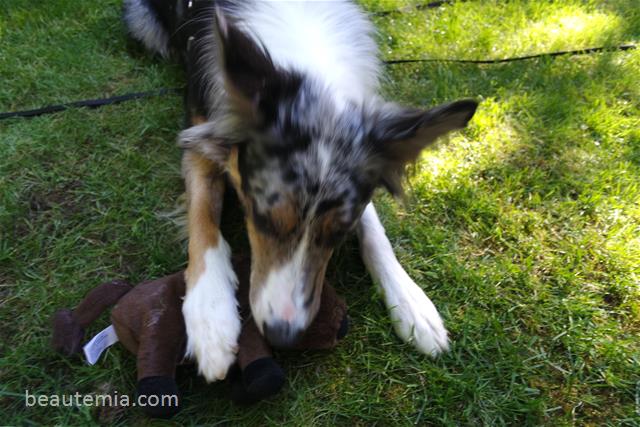 May Barkbox, border collies & monthly subscription box for large dogs
