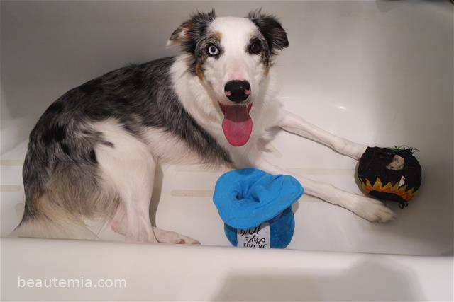 BarkBox for large dogs, border collies, dog treats, dog toys & monthly subscription box for dogs
