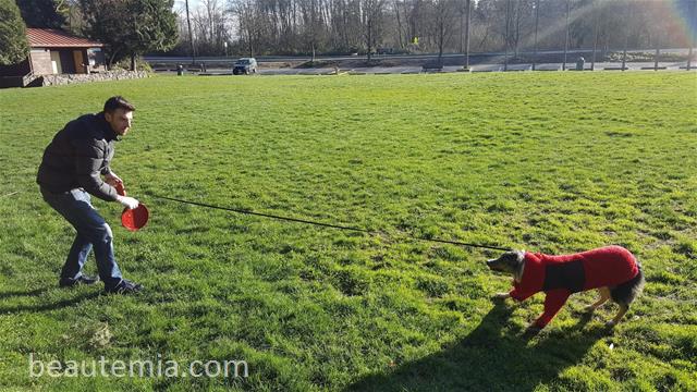 Wilcox Park in Lynnwood WA, Seattle parks, Seattle dog parks, bellevue dog parks, border collies, HMart & off-leash dog parks