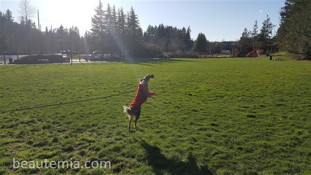 Wilcox Park in Lynnwood WA, Seattle parks, Seattle dog parks, bellevue dog parks, border collies, HMart & off-leash dog parks