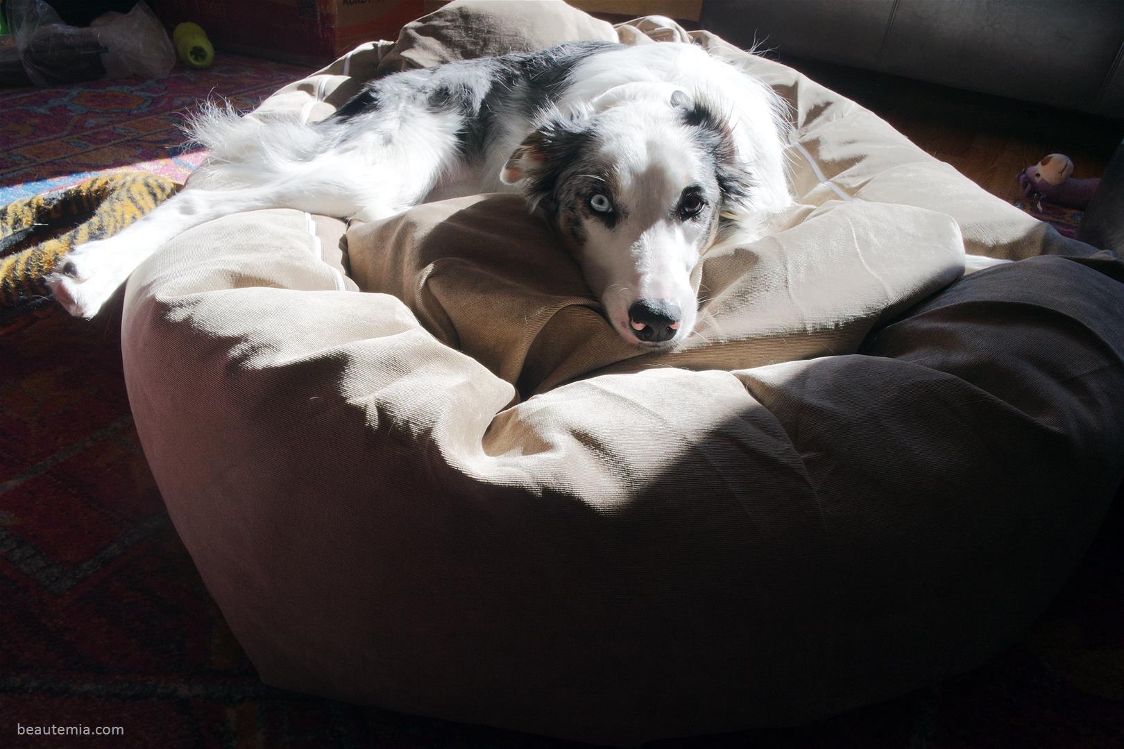 Majestic Pet dog bed, Majestic Pet bagel dog bed, best dog bed, best pet bed, best dog bed for large dogs, best dog bed for senior dogs, best dog bed for puppies, cute puppies, barkbox, dog subscription boxes, animal shelter in seattle, animal shelter in bellevue, Seattle Humane, border collie, cute puppies, dogs on instagram, swiss perfection spa, clinique de la prairie, Dr Paul Niehans, Miranda Kerr skincare & Final Fantasy Yuna